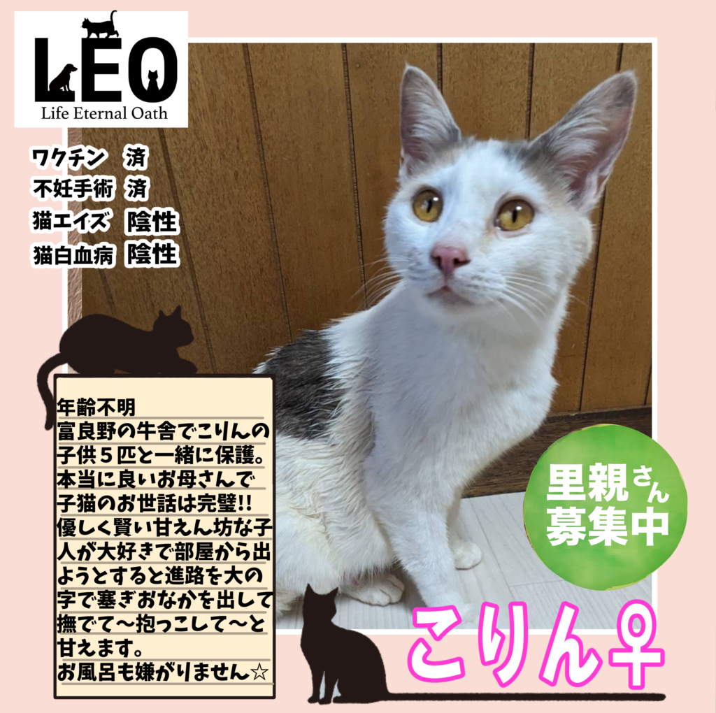 札幌犬猫保護団体レオ里親募集三毛猫