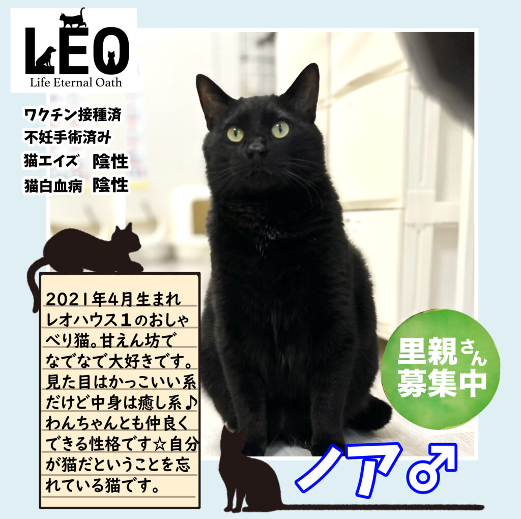 保護猫　里親募集　札幌　黒猫