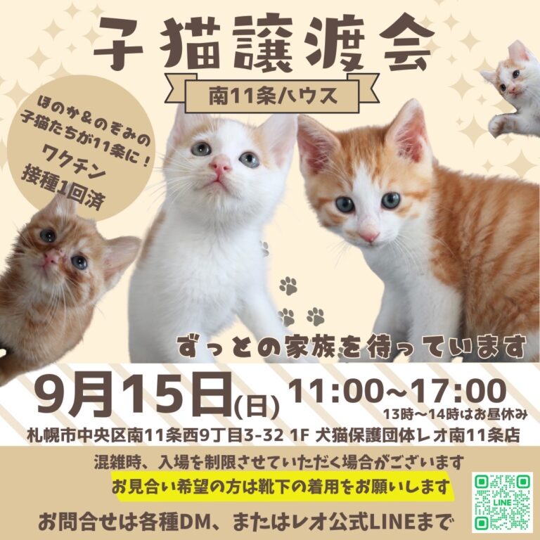 札幌子猫　譲渡会