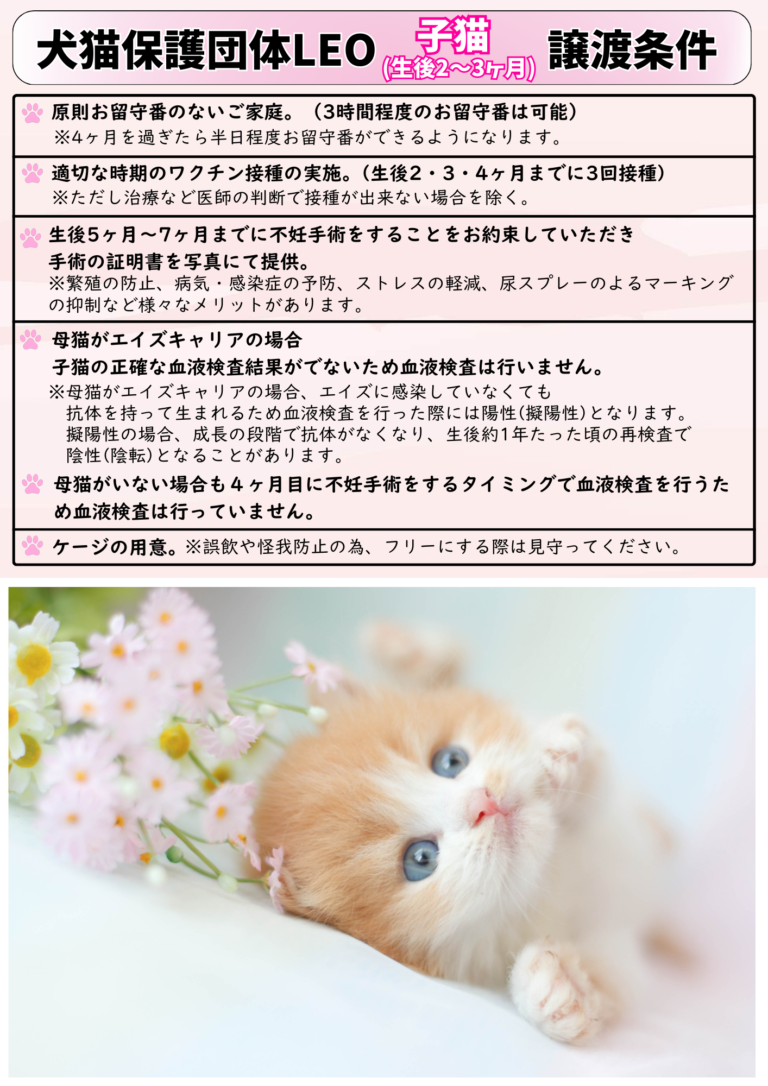 子猫ケ譲渡条件