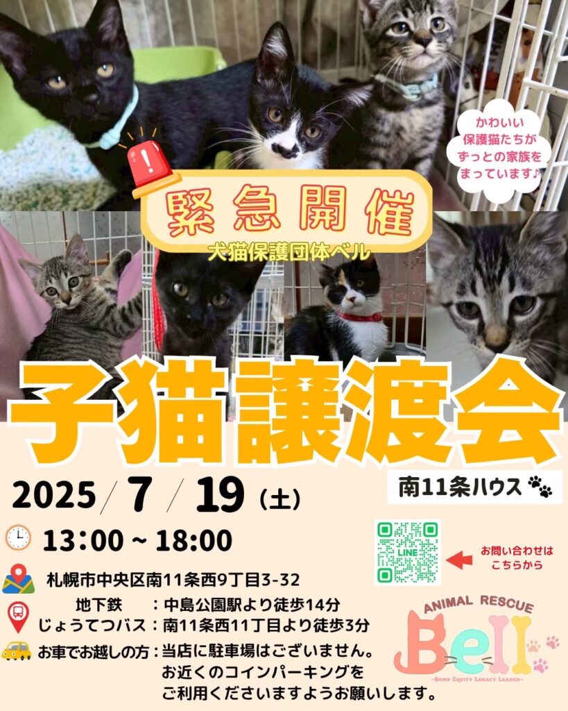 札幌譲渡会 子猫 保護猫